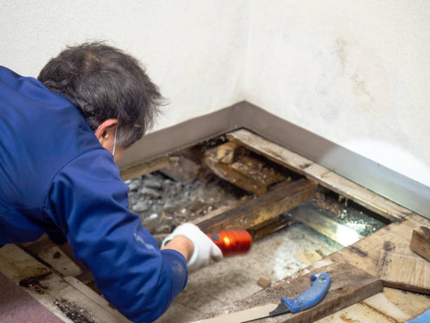 Best Attic Mold Removal  in Rome, NY