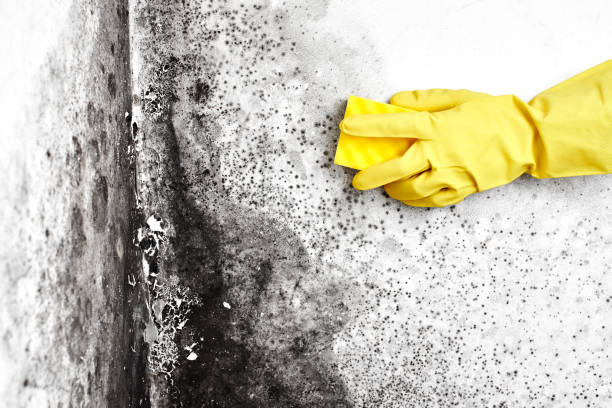 Best Professional Mold Removal  in Rome, NY