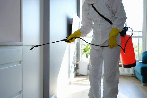 Best Certified Mold Removal  in Rome, NY