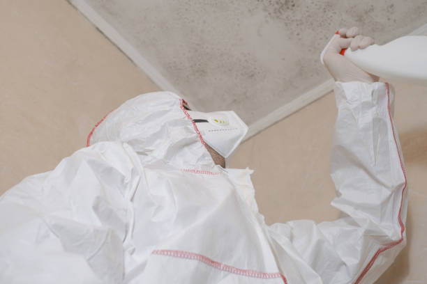 Best Certified Mold Removal  in Rome, NY