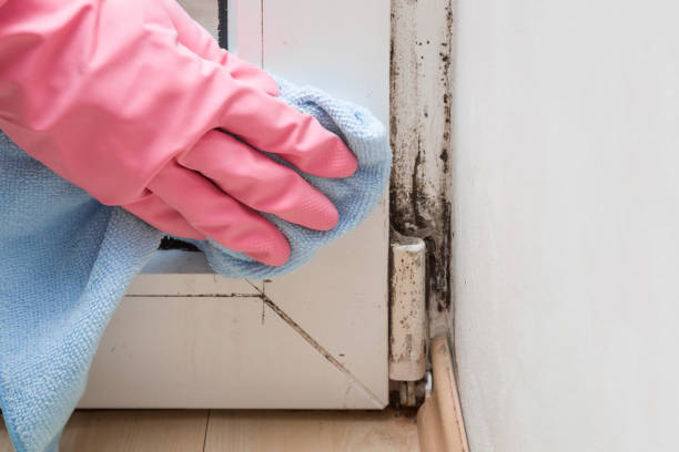 Best Black Mold Removal  in Rome, NY